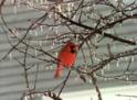 Northern Cardinal in Winter Tree